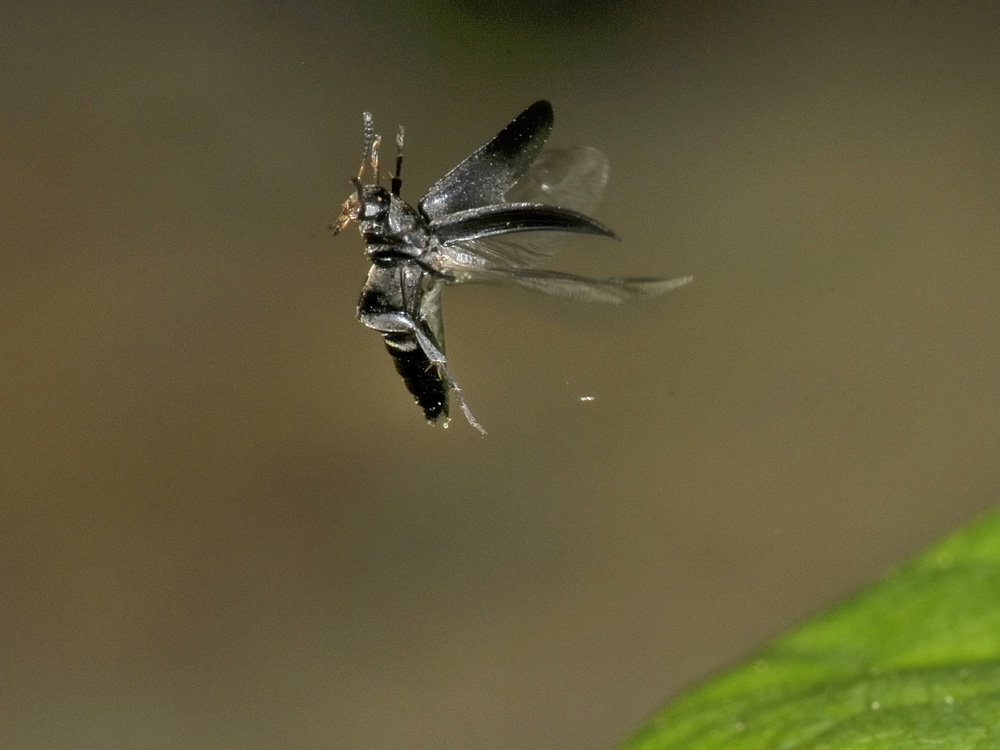 Anaspis frontalis?